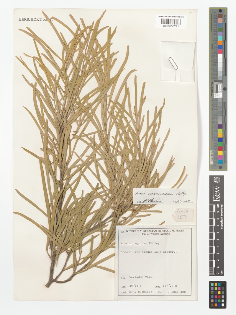 Acacia maconochieana photo 2