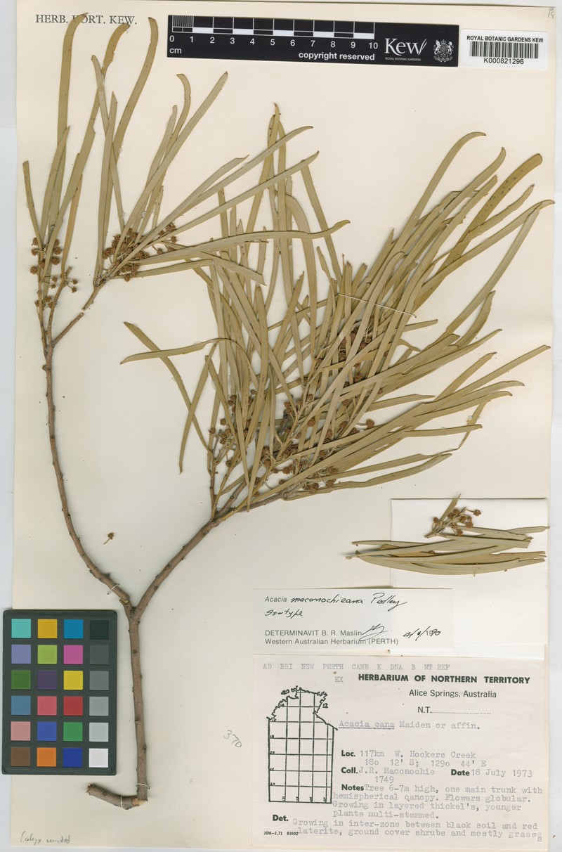 Acacia maconochieana photo 3
