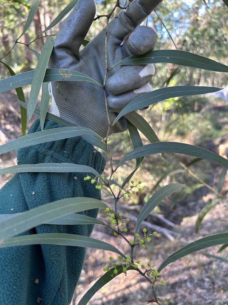 Acacia macradenia photo 2