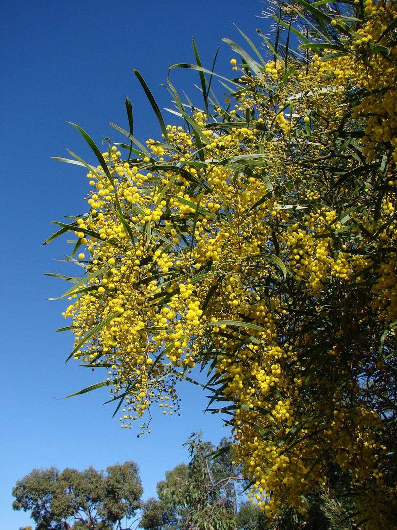 Acacia macradenia photo 3