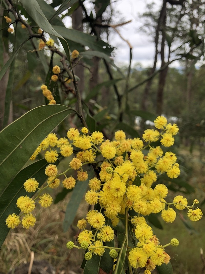 Acacia macradenia photo 4