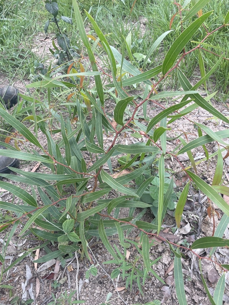 Acacia macradenia photo 5