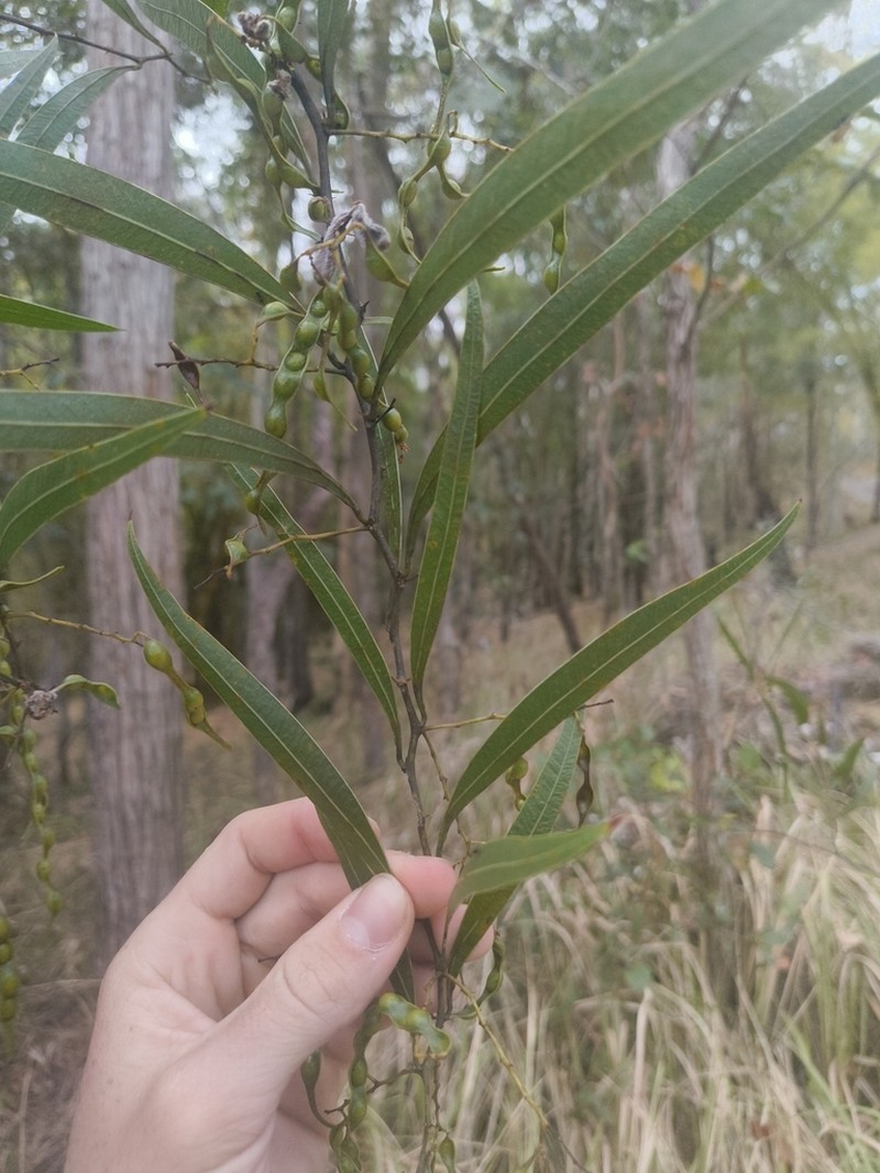 Acacia macradenia photo 6