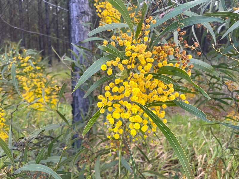 Acacia macradenia photo 7