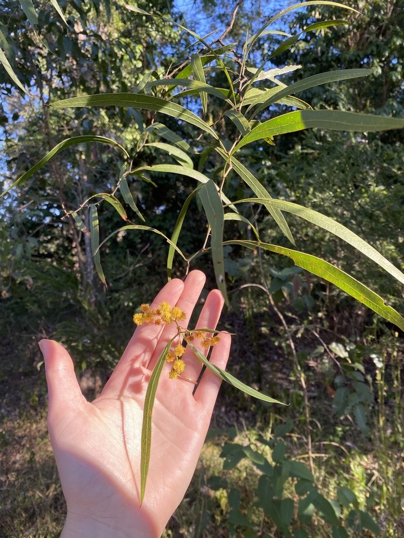 Acacia macradenia photo 8