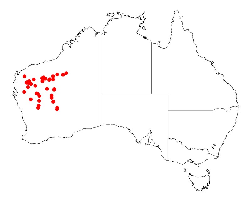 Acacia macraneura