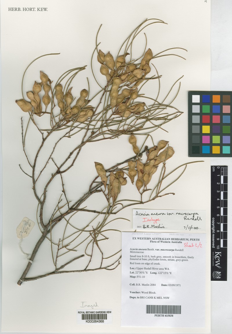 Acacia macraneura photo 2