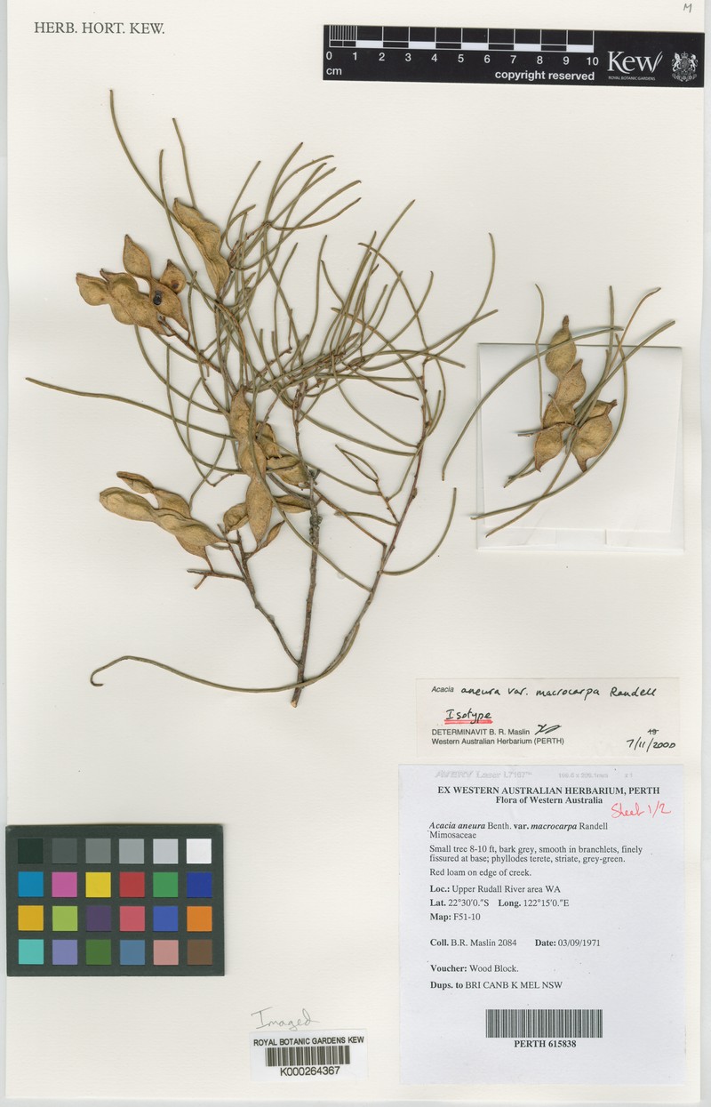 Acacia macraneura photo 3