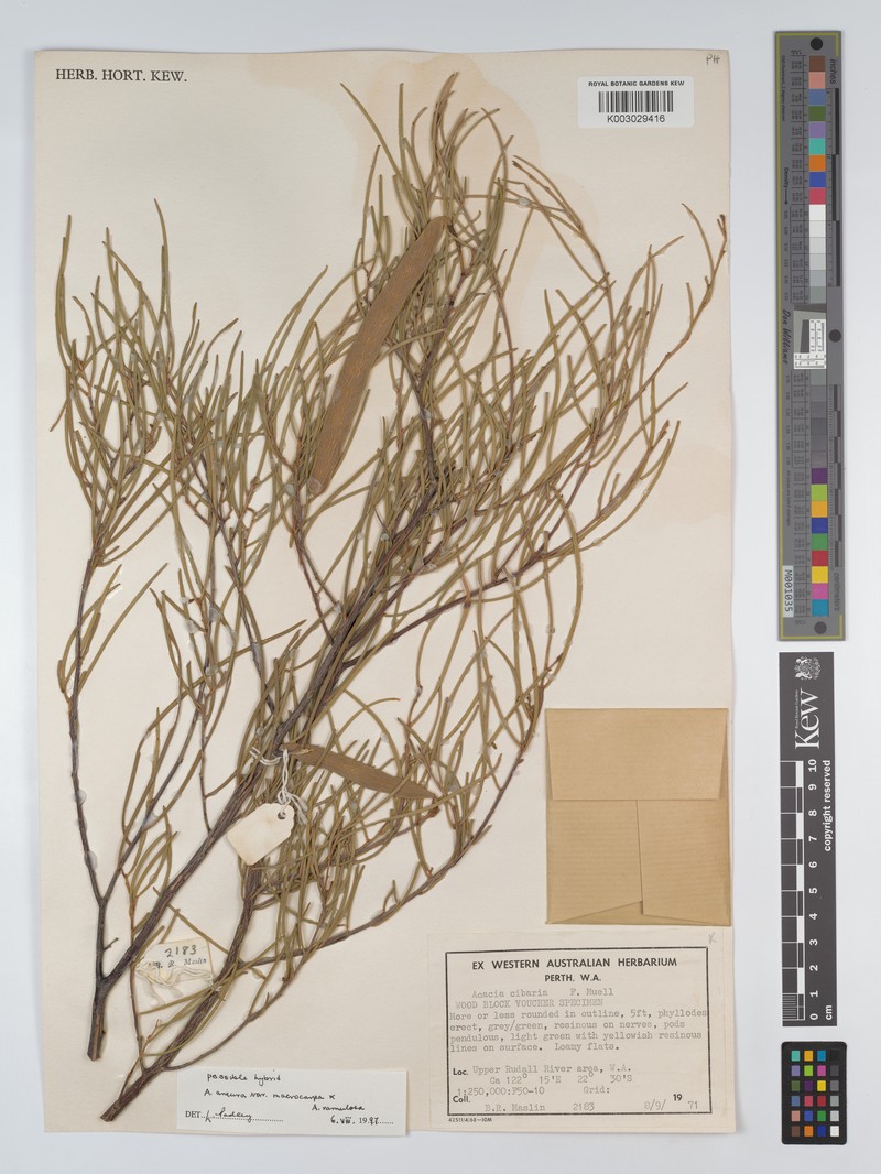 Acacia macraneura photo 4