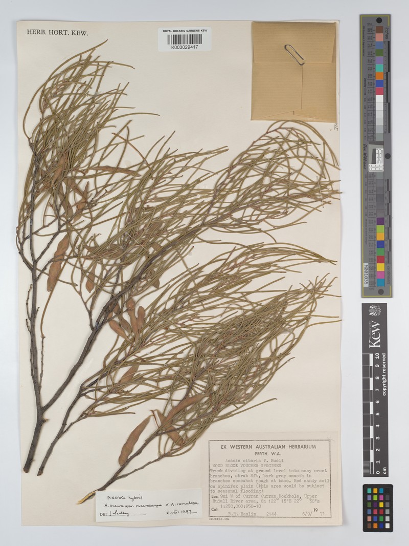 Acacia macraneura photo 5