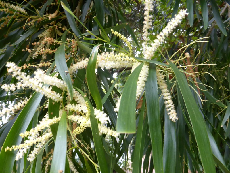 Acacia maidenii photo 2