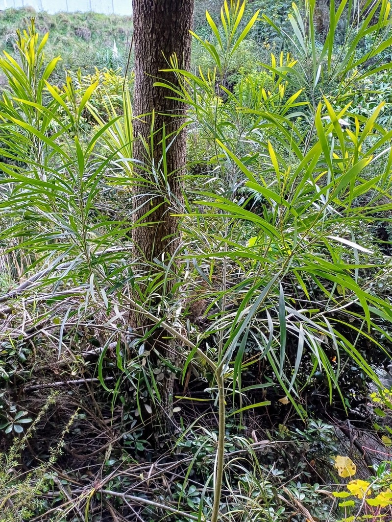 Acacia maidenii photo 3