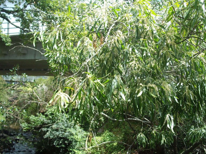 Acacia maidenii photo 4