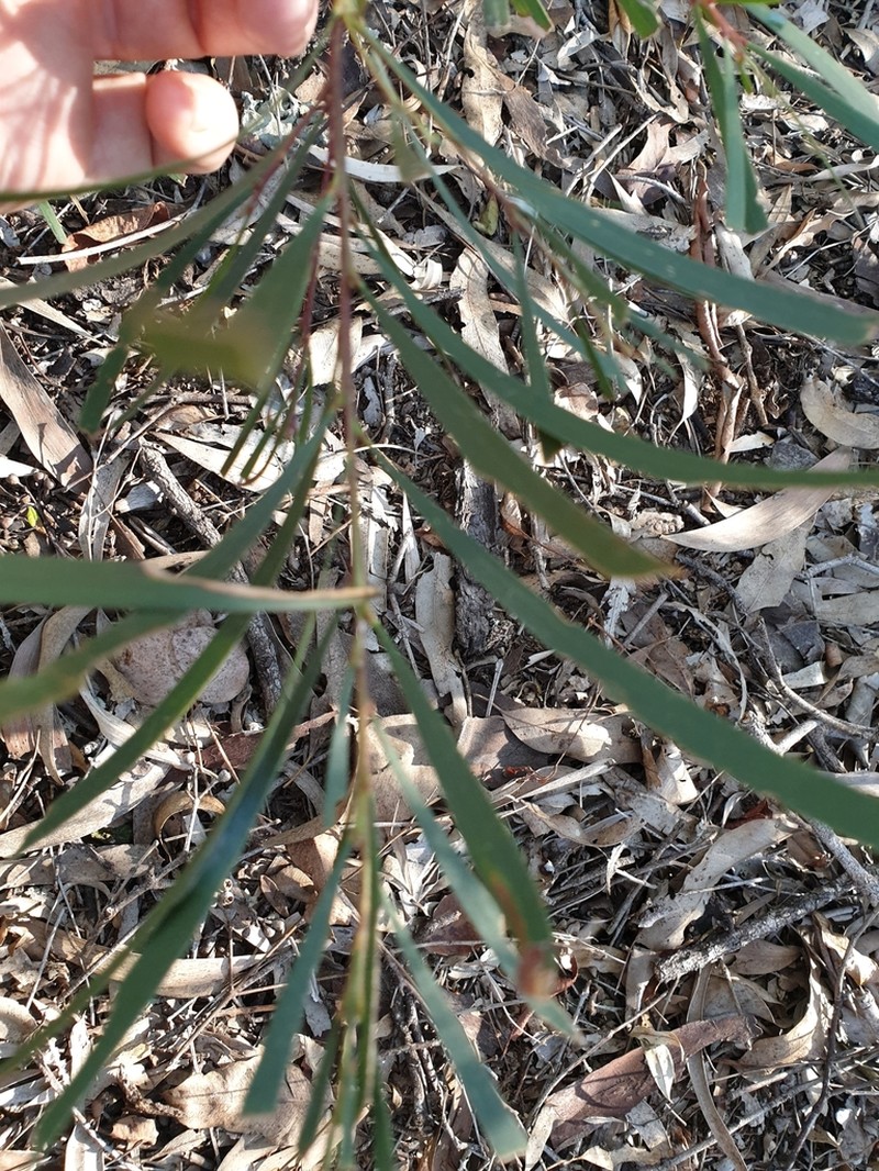 Acacia maidenii photo 5