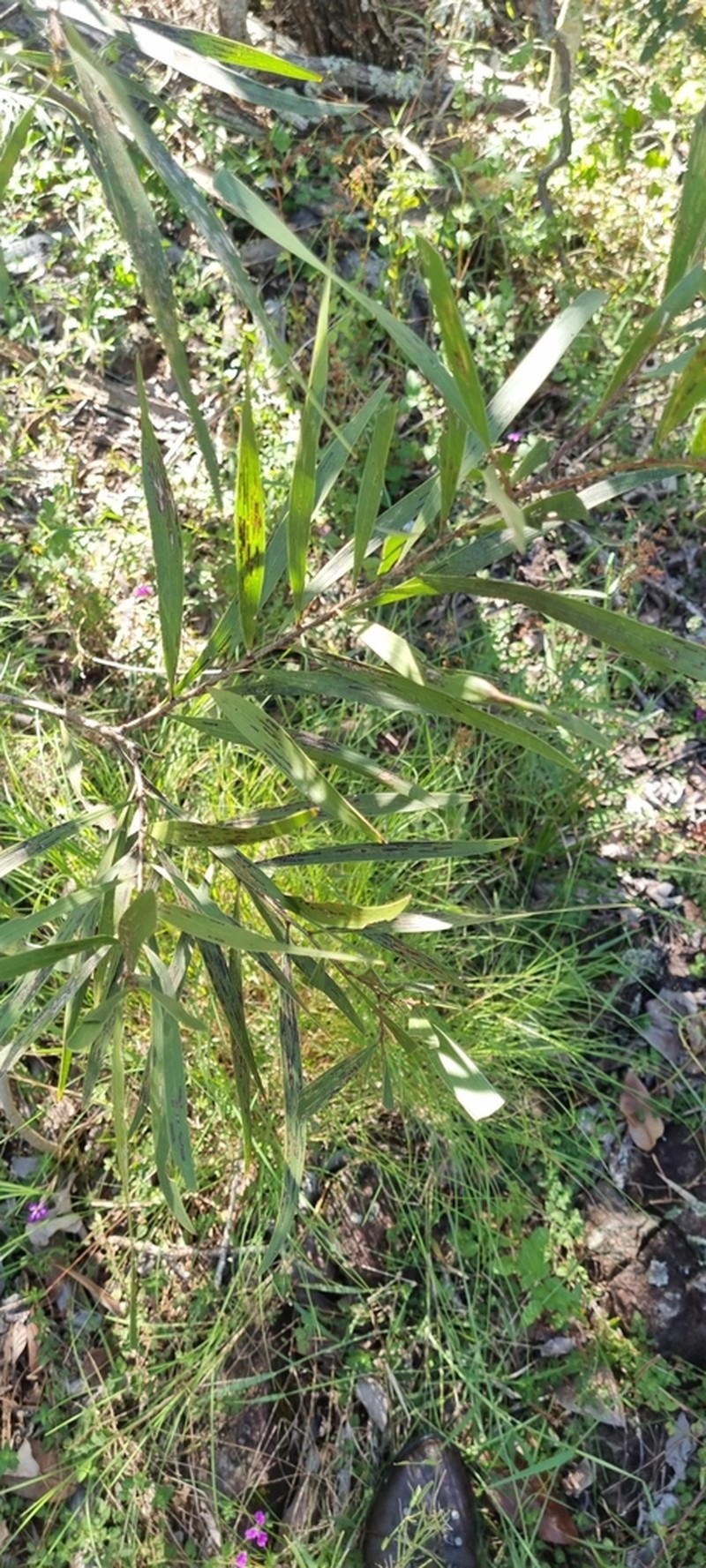 Acacia maidenii photo 6