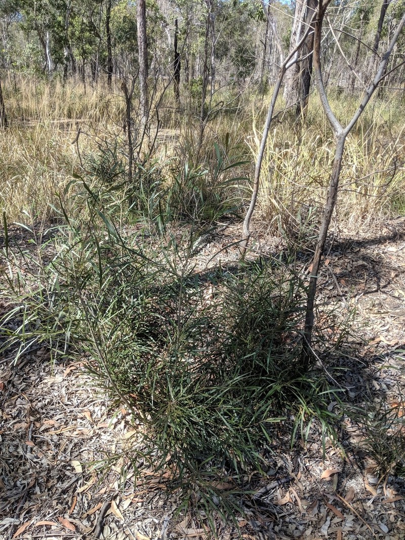 Acacia maidenii photo 7