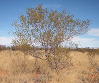 Acacia maitlandii