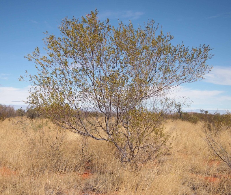 Acacia maitlandii