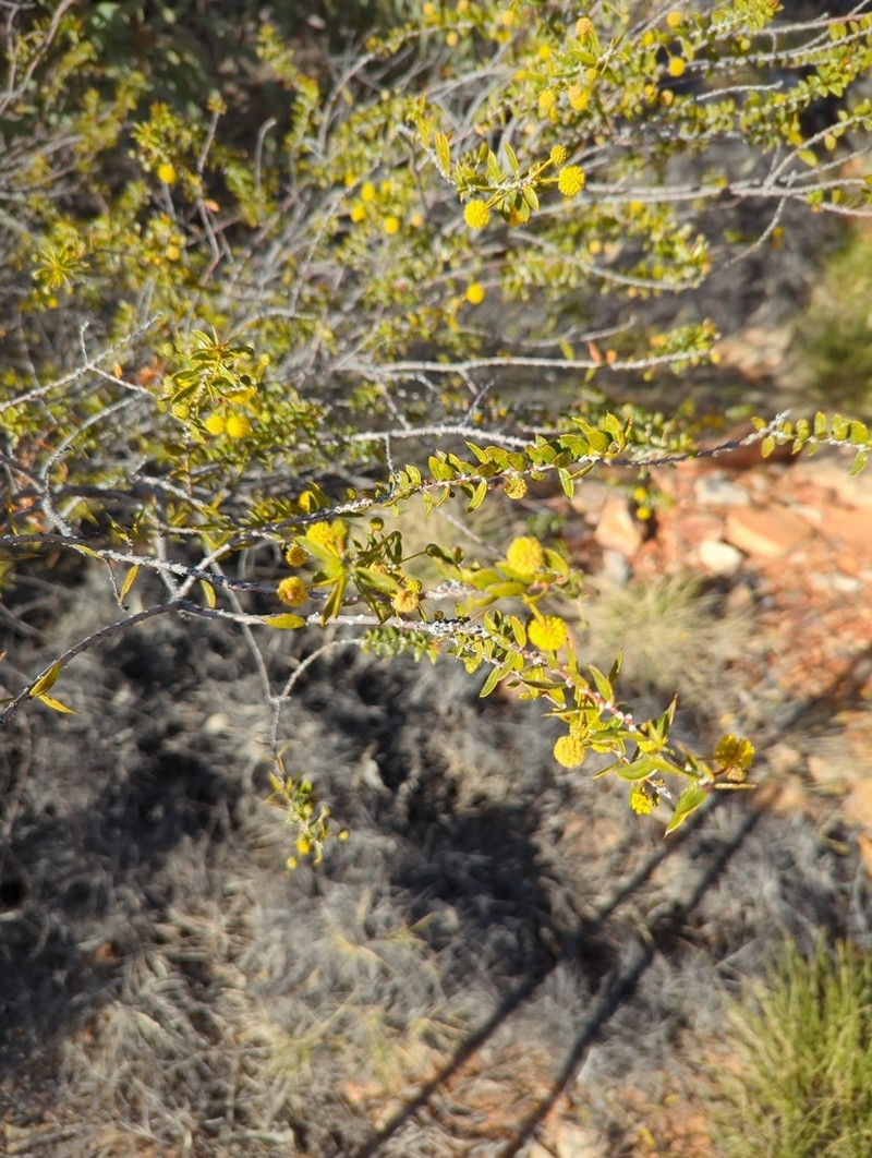 Acacia maitlandii photo 2