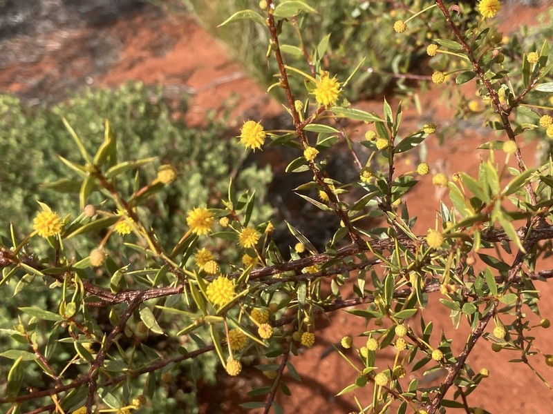 Acacia maitlandii photo 3