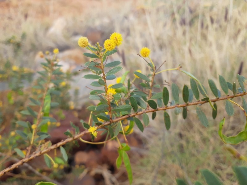 Acacia maitlandii photo 4