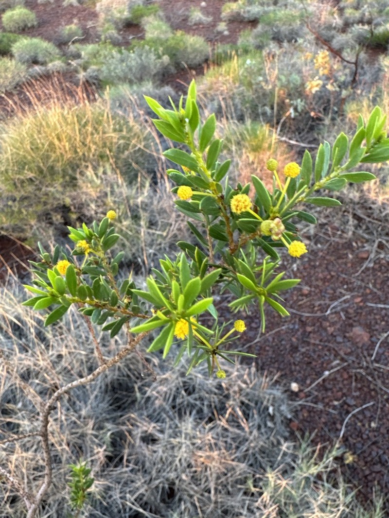 Acacia maitlandii photo 5