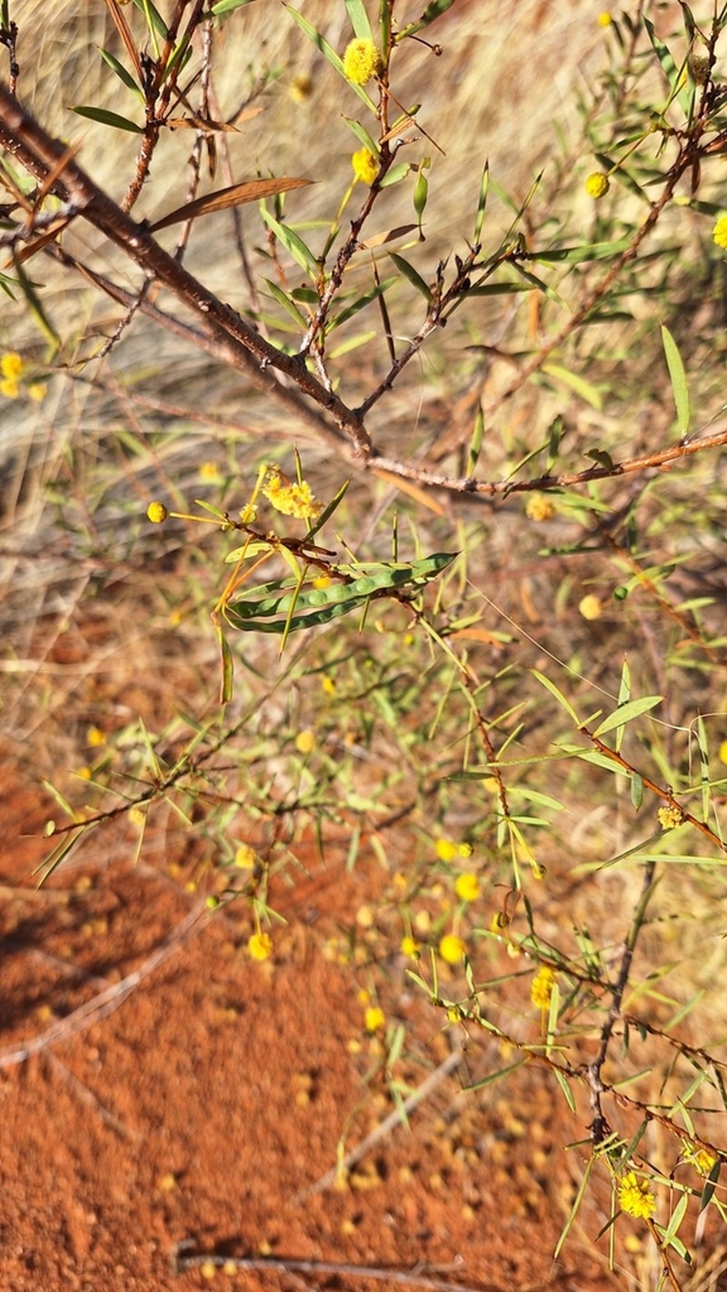 Acacia maitlandii photo 6