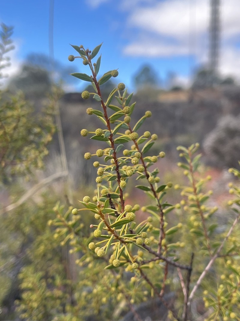 Acacia maitlandii photo 7