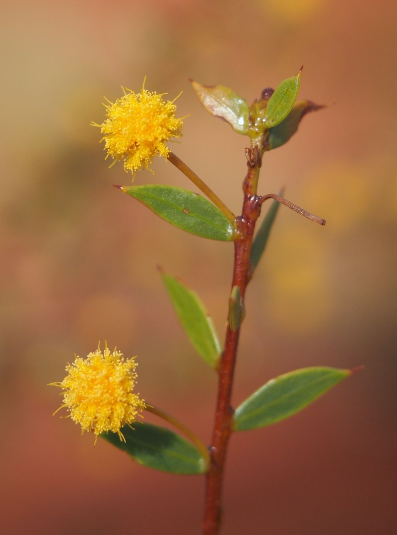 Acacia maitlandii photo 8