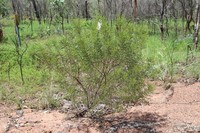 Acacia malloclada