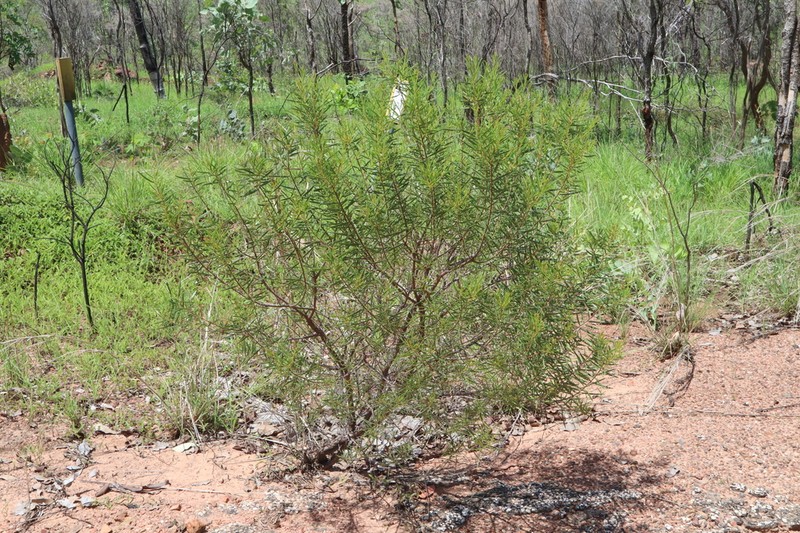 Acacia malloclada