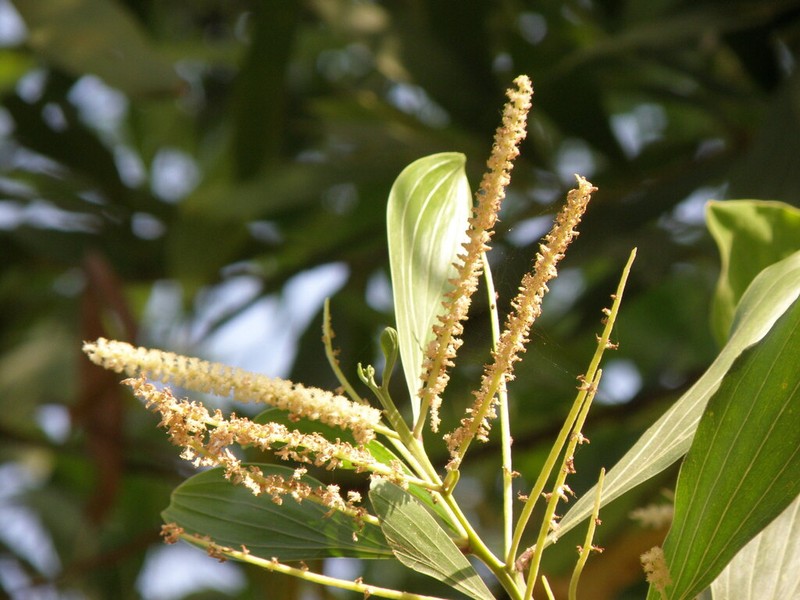 Acacia mangium photo 5