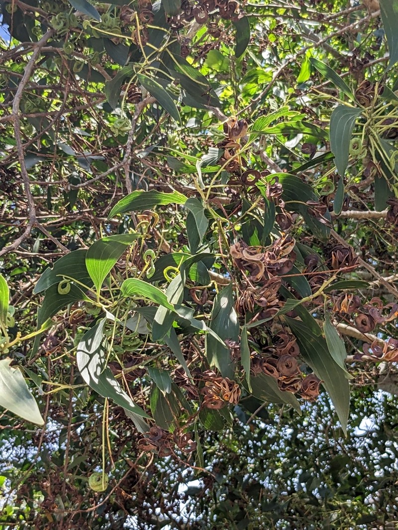 Acacia mangium photo 6