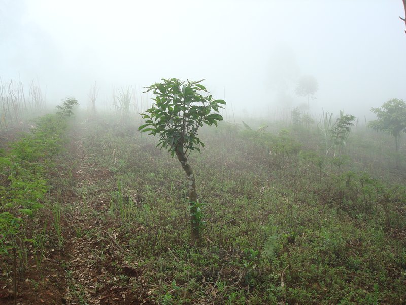 Acacia mangium photo 2