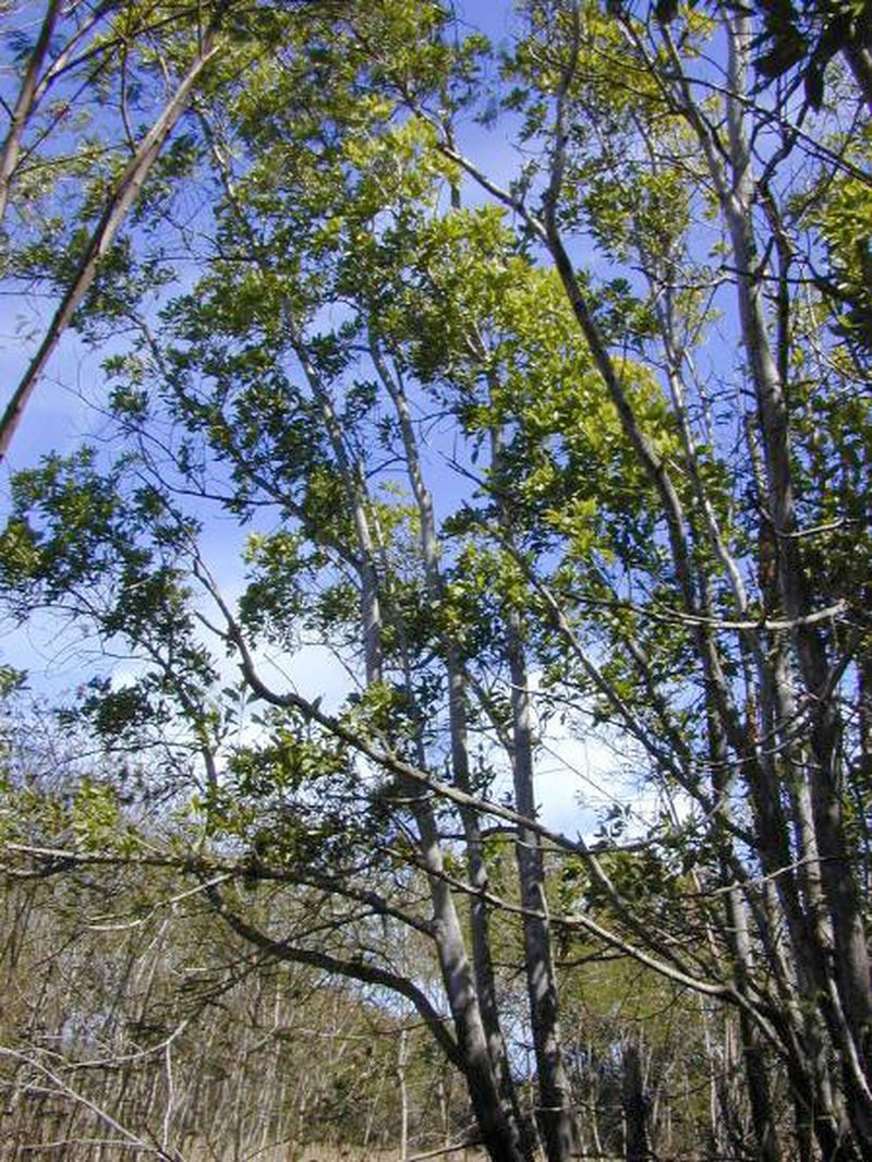 Acacia mangium photo 3