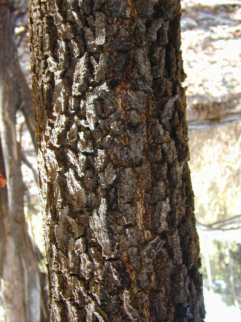 Acacia mangium photo 4