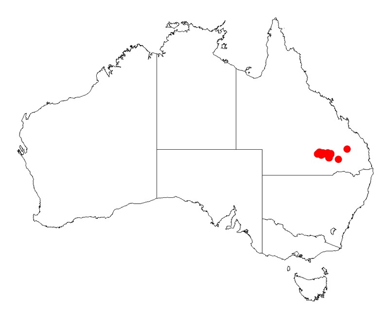 Acacia maranoensis