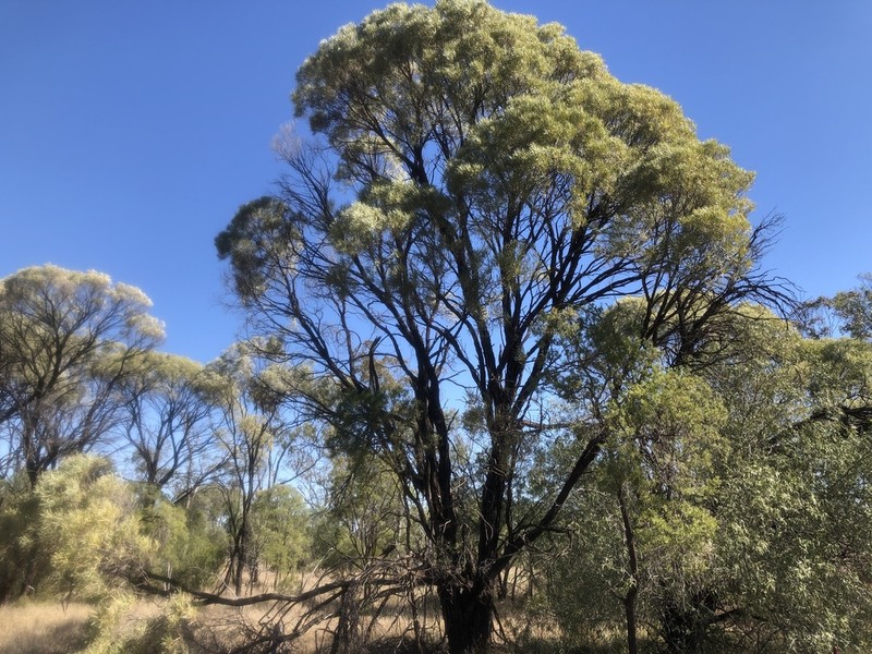 Acacia maranoensis photo 2