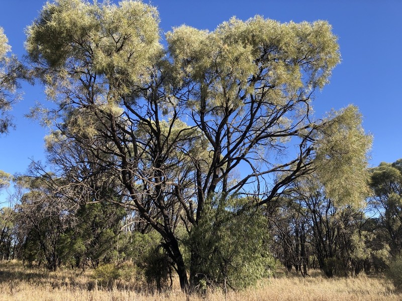 Acacia maranoensis photo 3