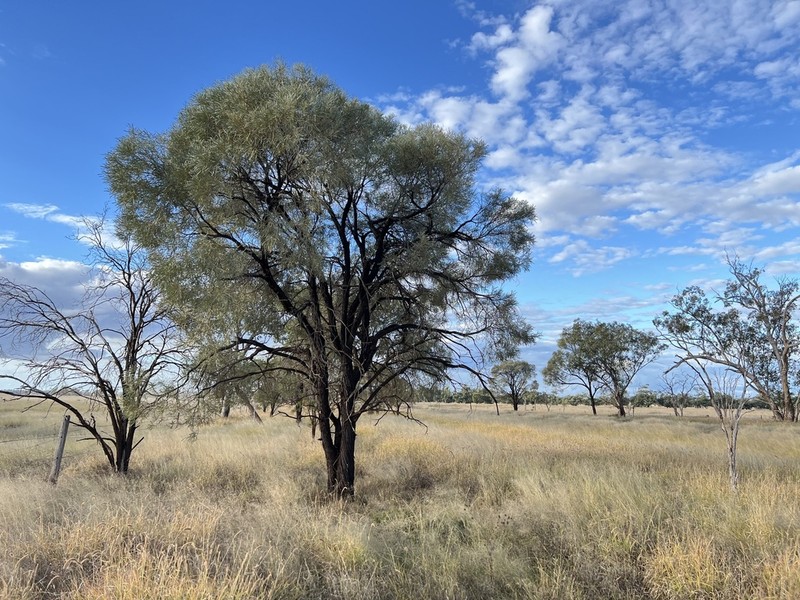 Acacia maranoensis photo 4