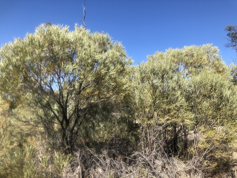 Acacia maranoensis photo 5