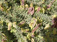 Acacia mariae