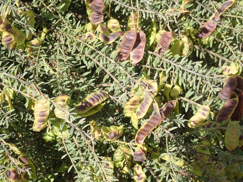 Acacia mariae