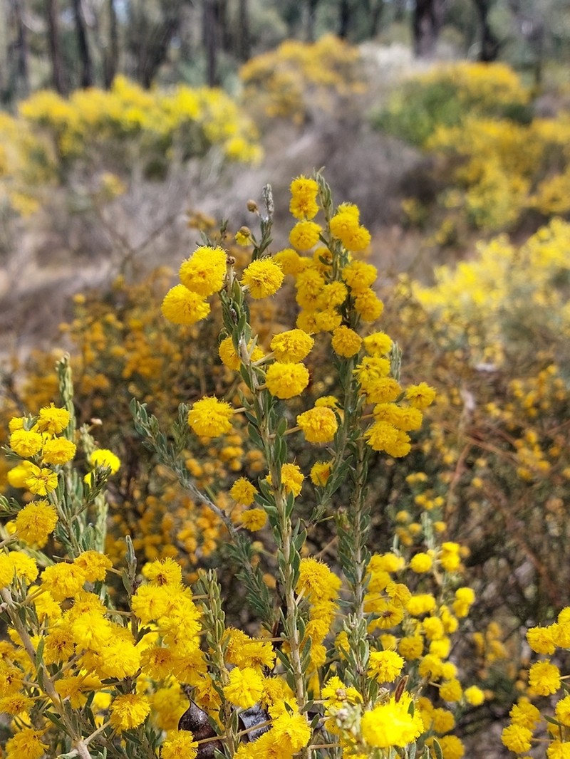 Acacia mariae photo 2