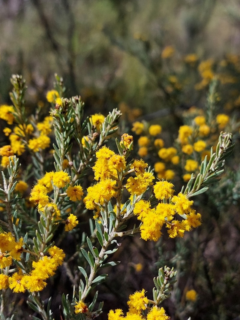 Acacia mariae photo 3