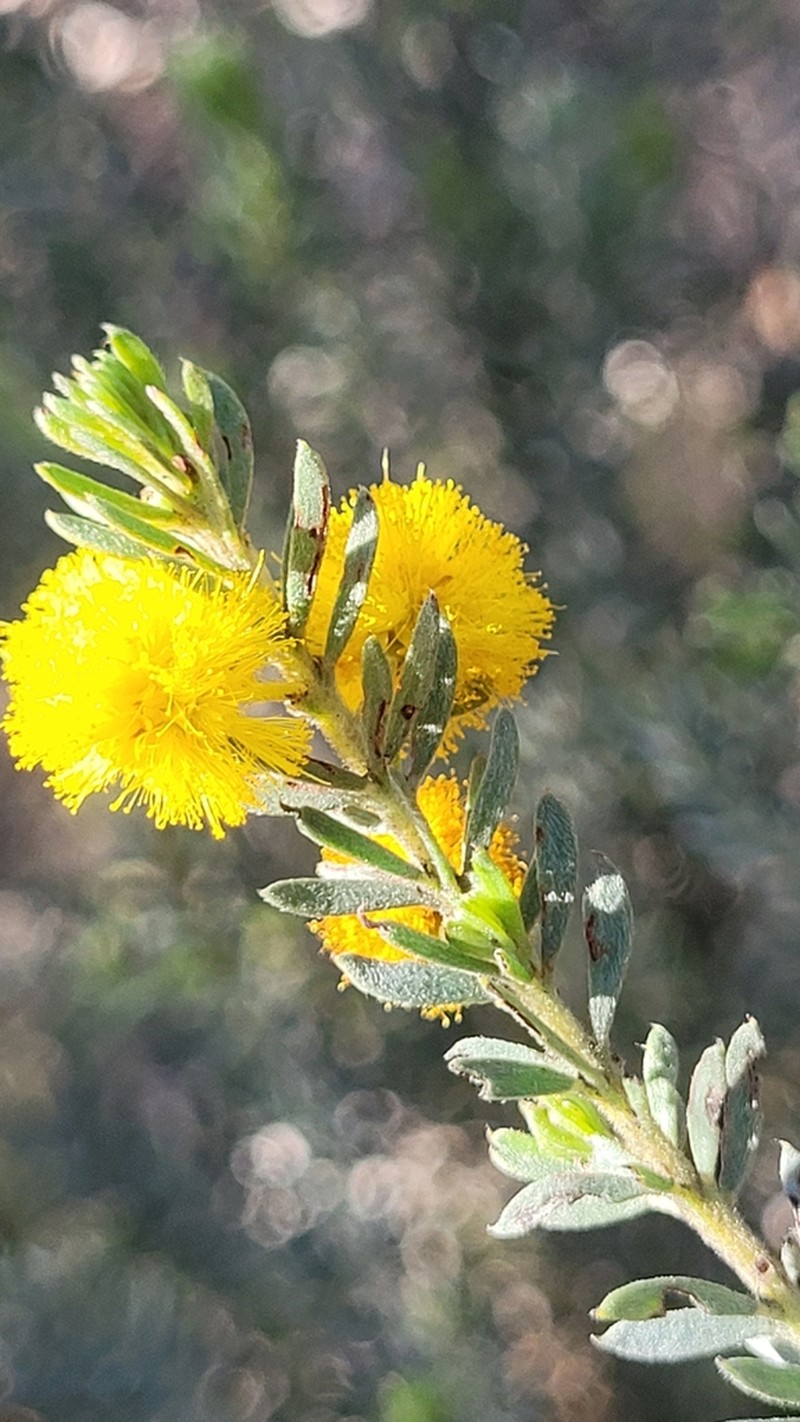 Acacia mariae photo 4