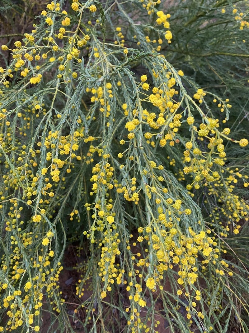 Acacia mariae photo 5