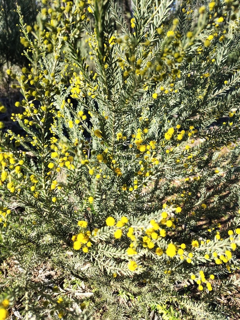Acacia mariae photo 6
