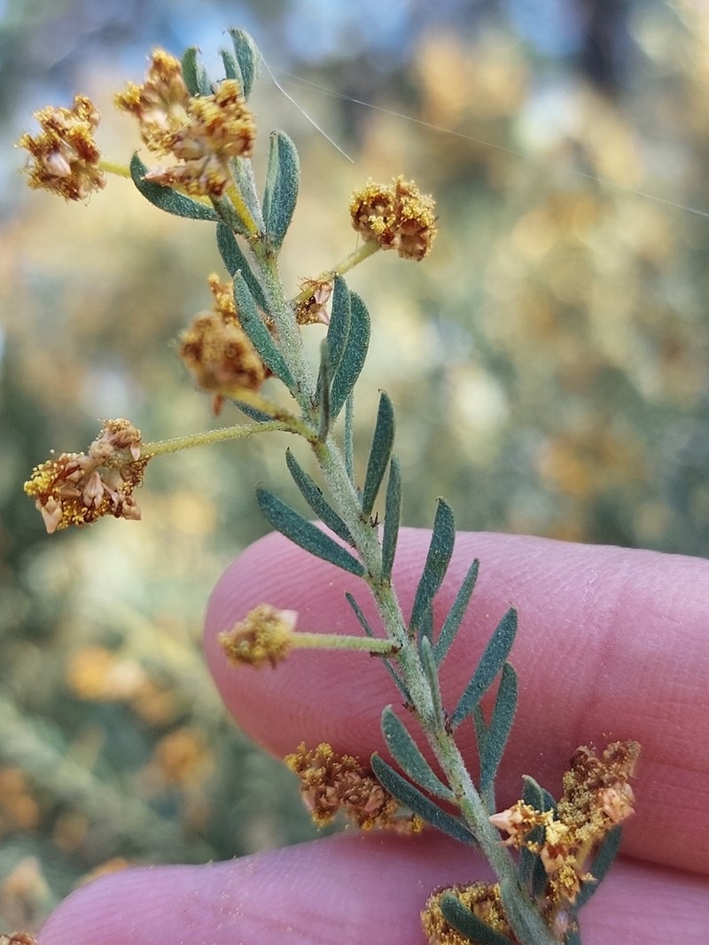 Acacia mariae photo 7