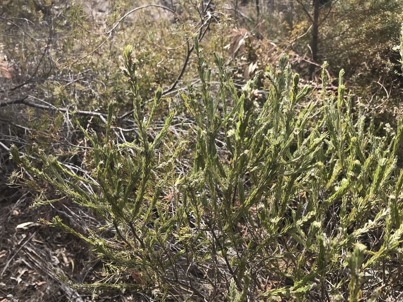 Acacia mariae photo 8